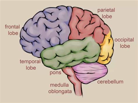 The human brain controls nearly every aspect of the human body ranging from physiological functions to cognitive abilities. It functions by receiving and sending signals via neurons to different parts of the body. The human brain, just like most other mammals, has the same basic structure, but it is better developed than any other mammalian brain.